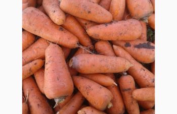 Морква от Фермера з Поля Морковка Хорошої якості Доставка, Херсон