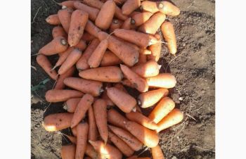 Морква з поля Хороша якість Доставка от Фермера, Херсон