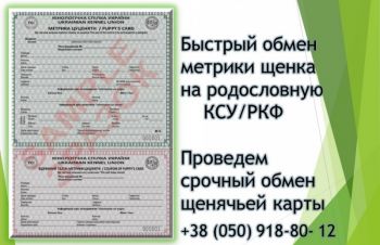 Как быстро обменять метрику щенка на родословную КСУ/ РКФ. Срочный обмен щенячьей карты, Киев