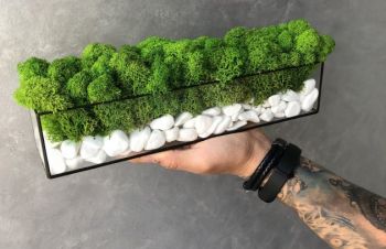 Моссариум со стабилизированым мхом зелёный MiNature Moss, Ровно