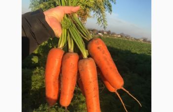 Продам морковь, сорт Абако, Херсон