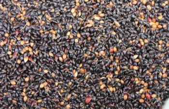 Куплю семена Суданки черной, Сумская область Конотоп