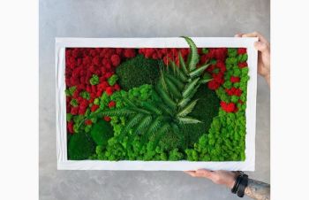 Фіто картина із стабілізованим мохом та рослинами, Ровно