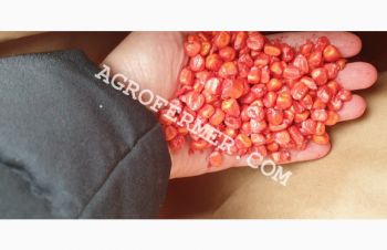 Семена кукурузы POINT ФАО 330 канадский трансгенный гибрид, Одесса