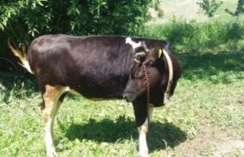 Куплю худобу від населення в Житомирській і сусідніх області