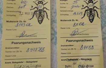 Бджоломатки F1 Бакфаст ПЛІДНІ 2021 року. Ціна 250грн, Тростянец