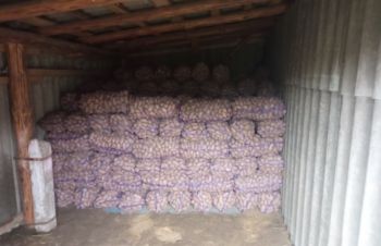 Продам посадочный картофель Гранада, Чернигов