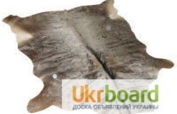 Продам Шкуру Голубой (белобородый) гну / Blue Wildebeest, Киев