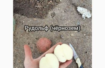 Продам товарный картофель оптом, Чернигов