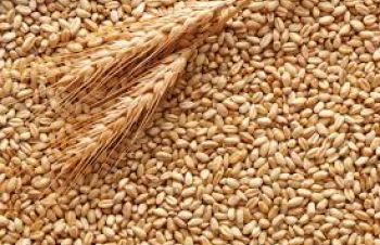 Закупаем пшеницу фуражную, Киев