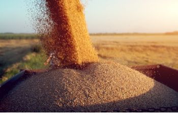 СРОЧНО продам пшеницу фуражную на экспорт от производителей и поставщиков, Запорожье