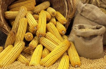 Куплю кукурудзу, Киев
