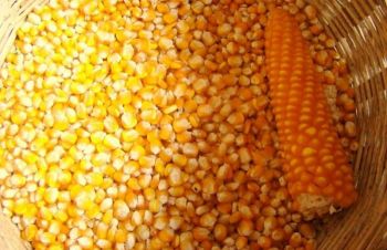 Нужна кукуруза с поля сухая/влажная Полтавская область