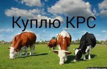 Скупаю коров, быков, телок, Харьков