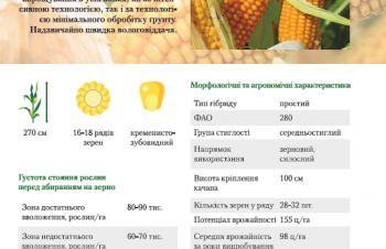Семена кукурузы ВН 63 (ФАО 280) ВНИС, Винница