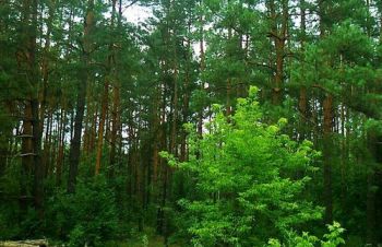 Продам 25 соток под застройку в с.Верхняя Дубечня с сосновым лесом, Вышгород