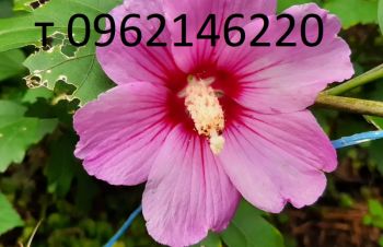 Гибискус древовидный 4 вида, уже цветущие, Днепр