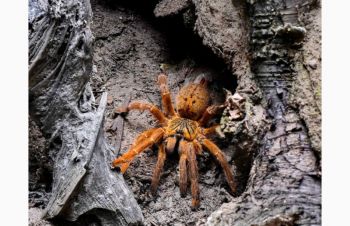 Паук Pterinochilus murinus RCF, Харьков