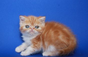 Котёнок. Кошечка Экзоточка, мраморная породистая девочка, Киев