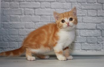 Шотландская короткошерстная девочка -котеночек, Киев