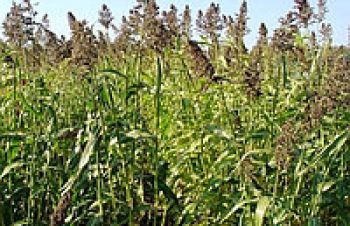 СУДАНКА, Семена суданской травы (сорго суданское) сорт Днипровська 54, Синельниково