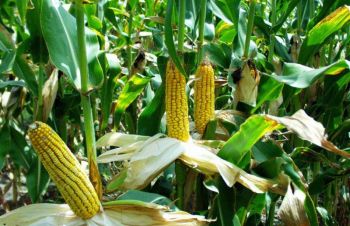 Моника 350 МВ высокоурожайный гибрид кукурузы, Синельниково
