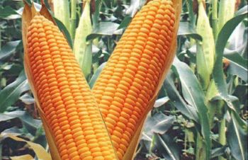 Новый гибрид кукурузы с повышеной продуктивностью ДН Велес ФАО 270, ремонтантного типа, Синельниково