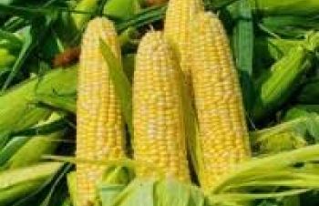 Гибрид кукурузы ДН Хортица (ФАО 240), Синельниково