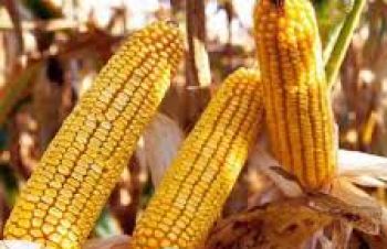 Семена кукурузы ДБ Хотин (ФАО 280) 1-2 фракция, Синельниково