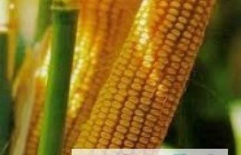 РАМ 8143 новый устойчивый к болезням гибрид кукурузы, Синельниково
