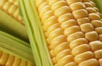 Семена кукурузы РАМ 1333 ФАО 180 новый выносливый гибрид, Днепр