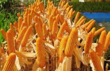 РАМ 1033 новый ранний гибрид кукурузы со стабильной урожайностью, Синельниково
