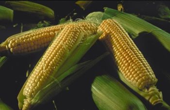 Семена неприхотливого раннего гибрида кукурузы РАМ 1033, Синельниково