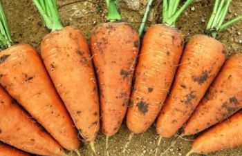 Продам семена морковки, Одесская обл, Большой Дальник