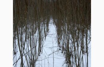 Верба енергетична на тверде паливо, Львов