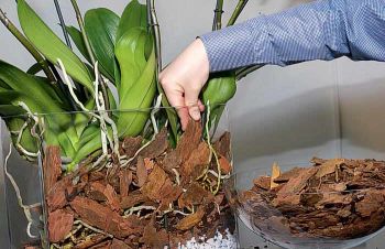 Кора сосновая для орхидей и др. растений, декора, дешево 19 грн, Чернигов