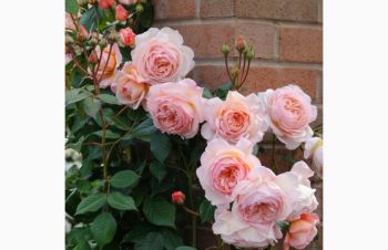 Розы плетистые яркие дешево, Чернигов