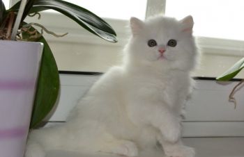 Шотландский белоснежный мальчик, Киев
