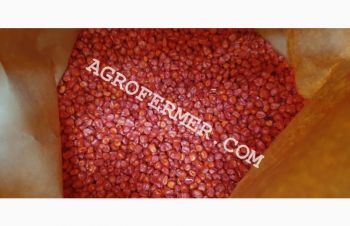 Семена кукурузы WEST ФАО 180 канадский трансгенный гибрид, Одесса