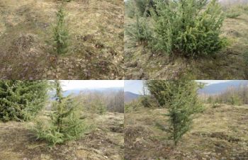 Саженцы можжевельник, Juniperus, Верес, съедобный, куст дерево, Киев