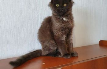 Черный котёнок Мейн-Кун с белым медальоном, Харьков