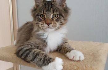 Котёнок Мейн-Кун с тигровым окрасом, Харьков