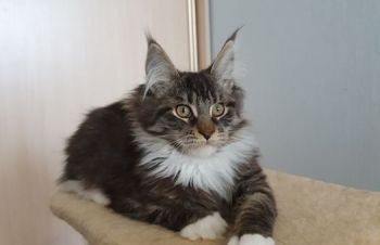 Продается котёнок Мейн-Кун с шикарным окрасом, Харьков