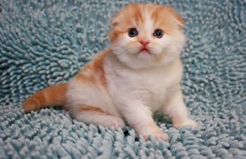 Скоттиш фолд девочка клубная, Киев