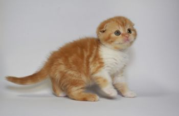 Шикарный шотландский Мальчик, Киев