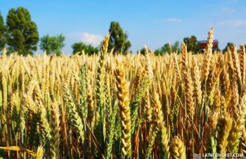 Овидий новинка безостый сорт озимой пшеницы, Синельниково