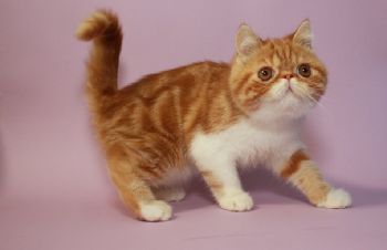 Экзотические клубные чистокровные котята, Киев