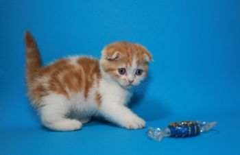 Вислоухий яркий чистокровный котёнок, Киев