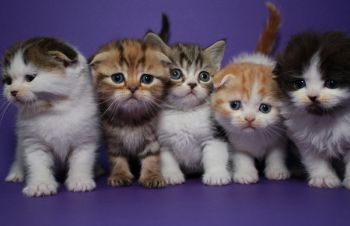 Шотландские котята страйт и фолд, мальчики и девочки, Киев