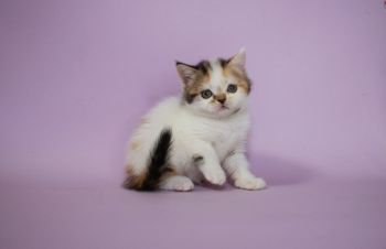 Шотландский прямоухий котёнок &mdash; девочка в окрасе черепаховая на белом, Киев